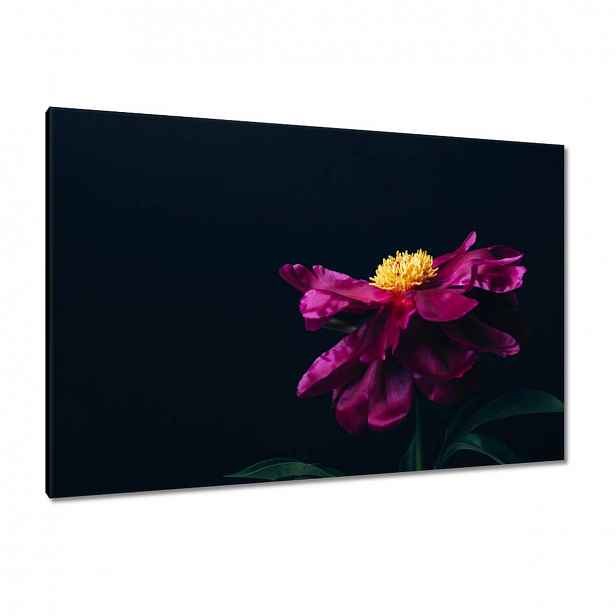 Obrazy 120x80 Krásný růžový květ Astra
