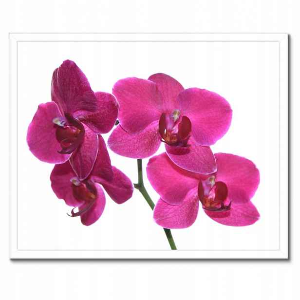 Plakáty v rámu 50x40 Fialový orchidej