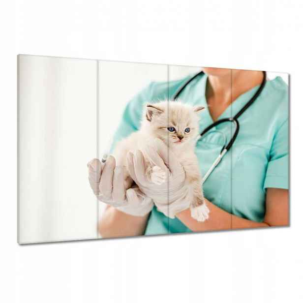 Obrazy 120x80 Kočička veterinář klinika