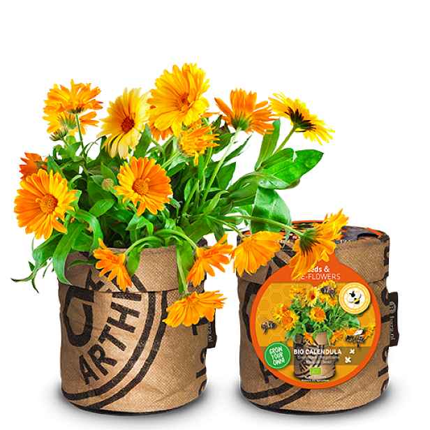 Květináč Bees & Butterflies s aksamitníkem BIO