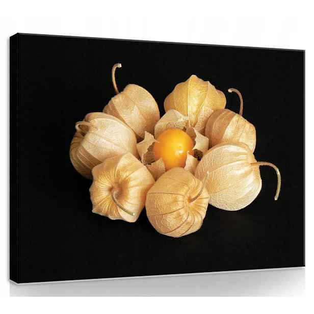 Obraz Na Plátně Plátno 80x60 Mochyně Physalis