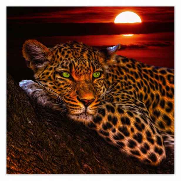 Plakáty 140x140 Leopard pantera