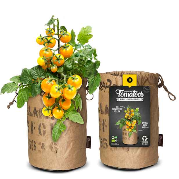 Pěstební sáček s BIO rajčetem Cocktail Clementine yellow