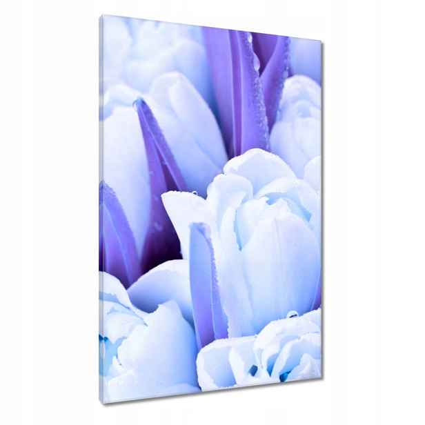 Obrazy 60x90 Modré tulipány