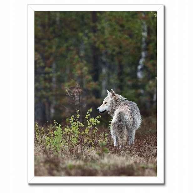 Plakáty v rámu 30x40 Vlk Wolf