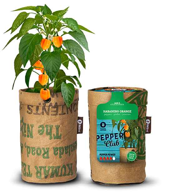 Balkonová minizahrádka s BIO sadbou papriky Habanero Orange