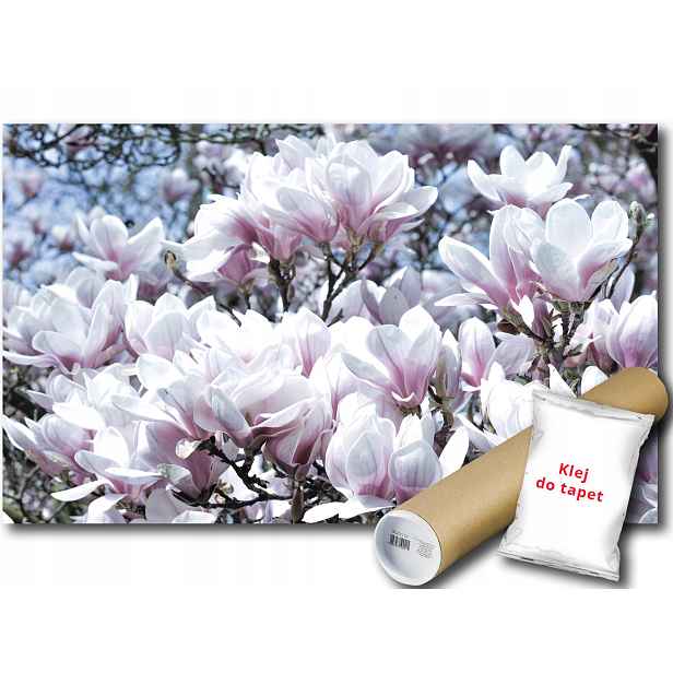 Fototapeta Květiny Magnolie 9E Fxl 208x146 F1618