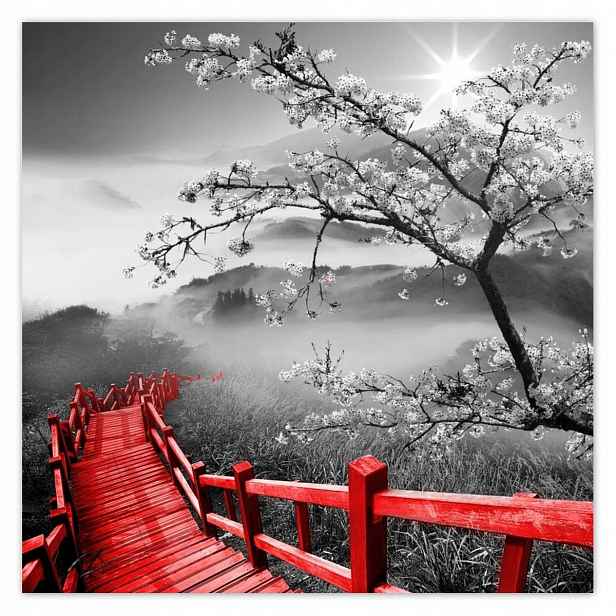 Fototapety 208x208 Kvetoucí višeň