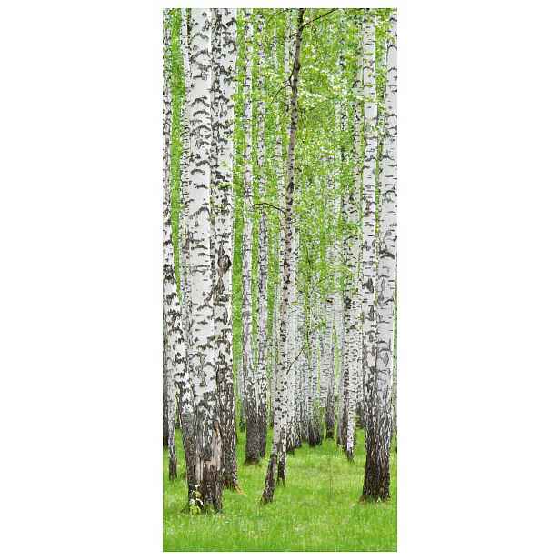 Samolepicí Samolepicí Fototapeta Břízový háj Les Příroda Klid 91x211