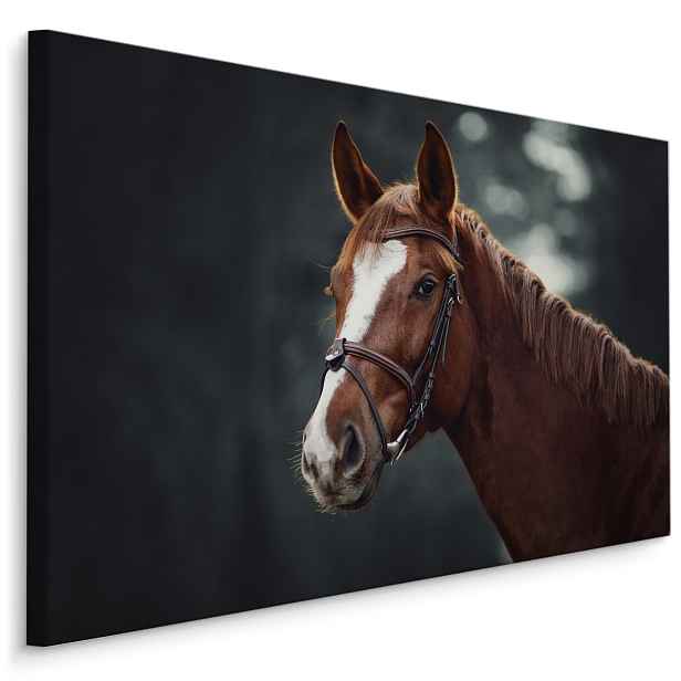 MyBestHome BOX Plátno Kůň Na Pozadí Lesa Varianta: 30x20