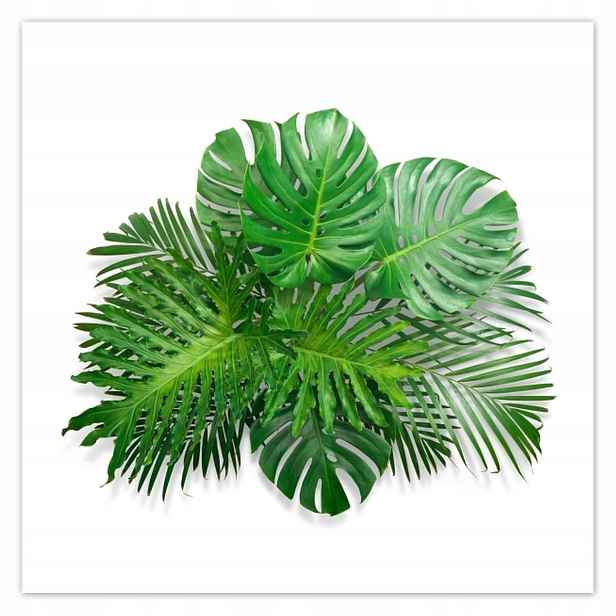 Plakáty 140x140 Monstera děravé listy