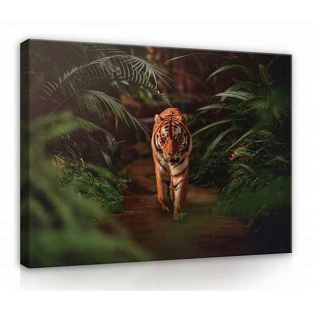 Obraz Na Plátně Canvas 120x80 Tygr Kočka Džungle