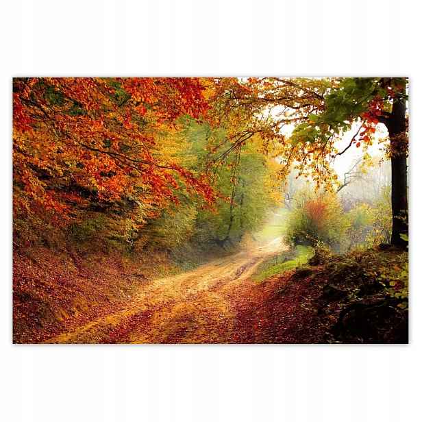 Fototapety 104x70 Cesta v lese podzim