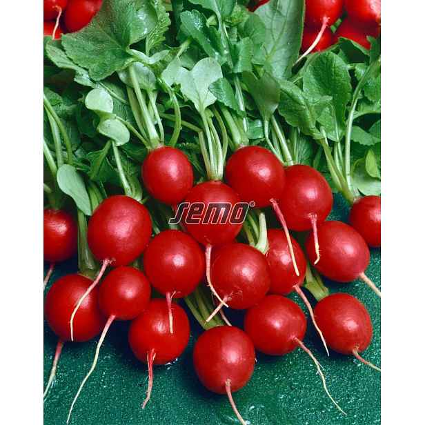 Culina Botanica Ředkvička Prima