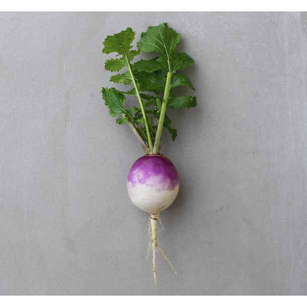 Vodnice Purple Top White Globe
