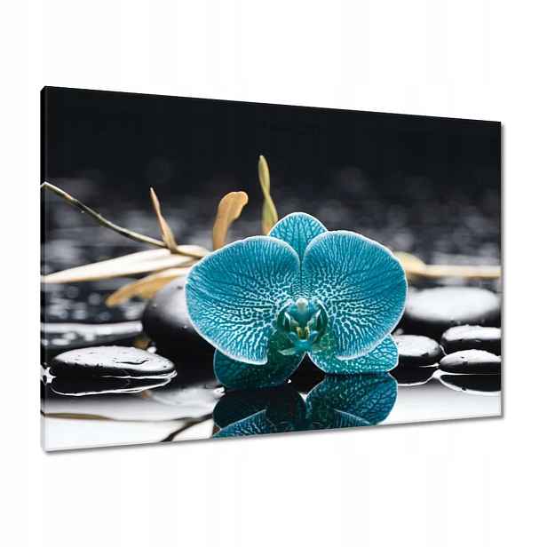 Obrazy 100x70 Tyrkysový orchidej Květina