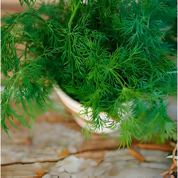 Culina Botanica Kopr vonný Compact