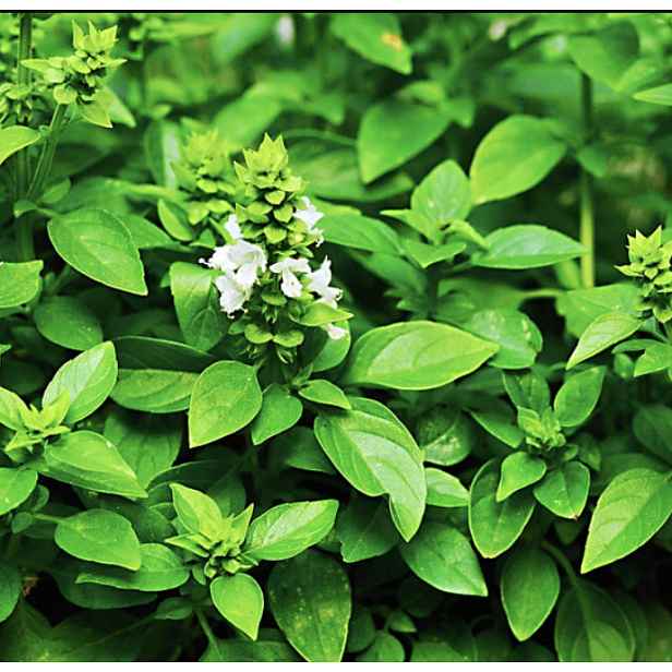 Culina Botanica Bazalka limetková