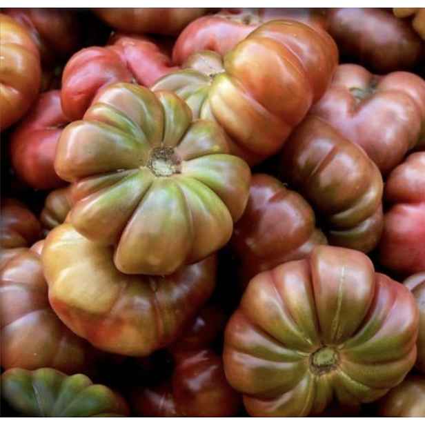 Culina Botanica Rajče Purple Calabash