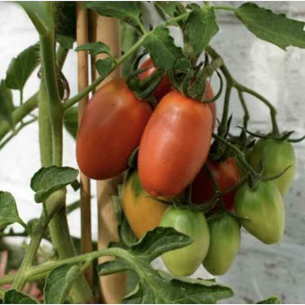 Culina Botanica Rajče Švestka severu