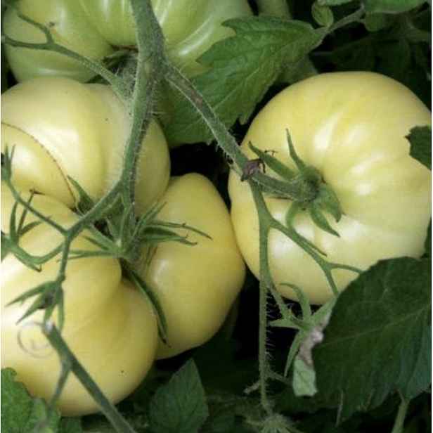 Culina Botanica Rajče Fantom of Laos