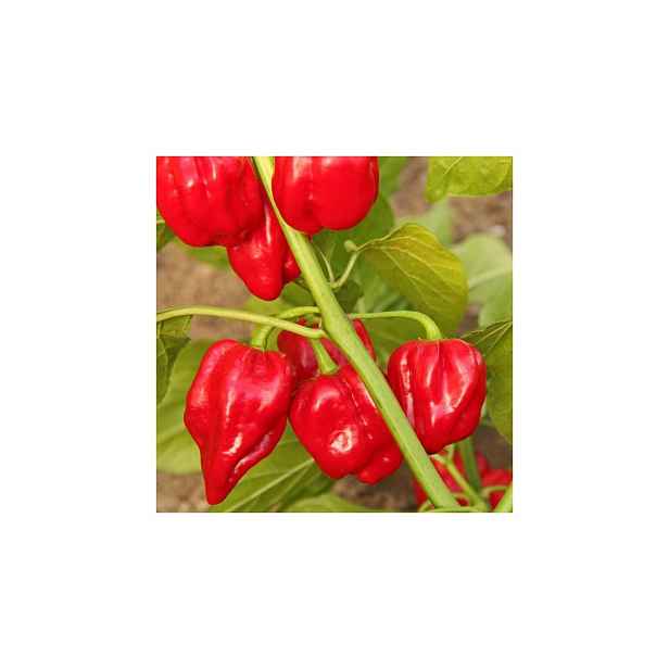 Culina Botanica Paprika Habanero červená