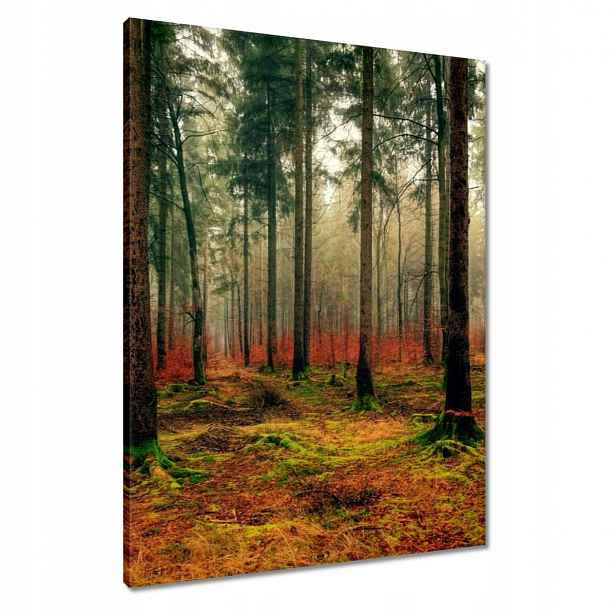 Obrazy 60x80 Les Krajina