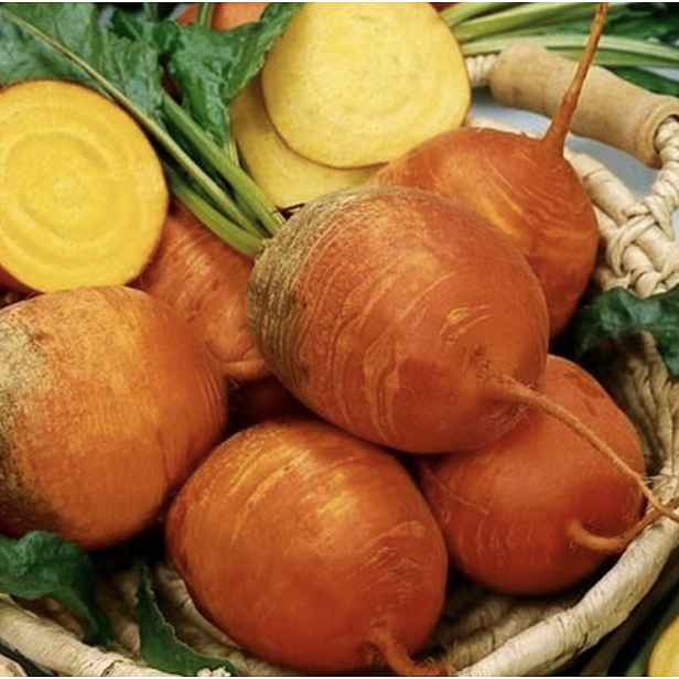 Culina Botanica Řepa Detroit zlatá