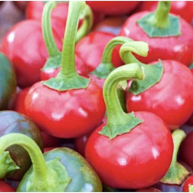 Culina Botanica Paprika Třešňová Korál