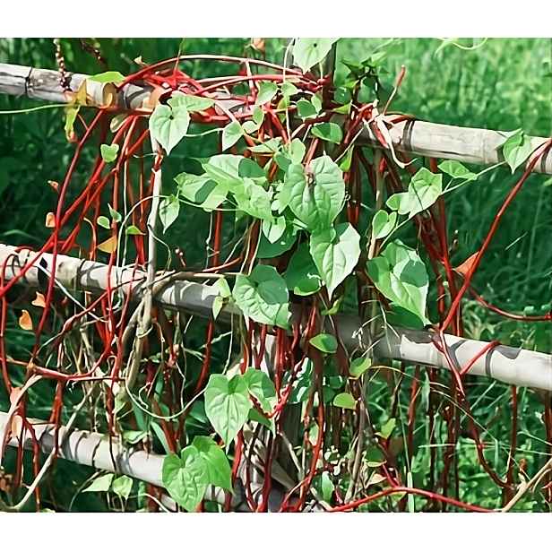 Culina Botanica Špenát Malabar