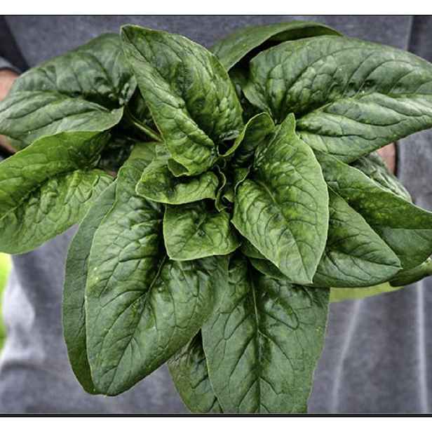 Culina Botanica Divoký špenát Merlo Nero 