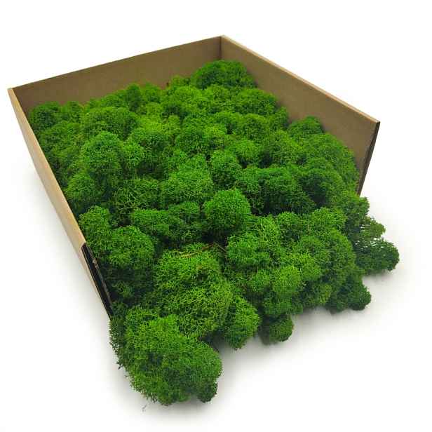Mech Chrobotek Reniferový Finský Očištěný Lesní Zeleň 500g