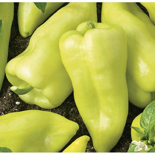 Culina Botanica Paprika Slovakia 