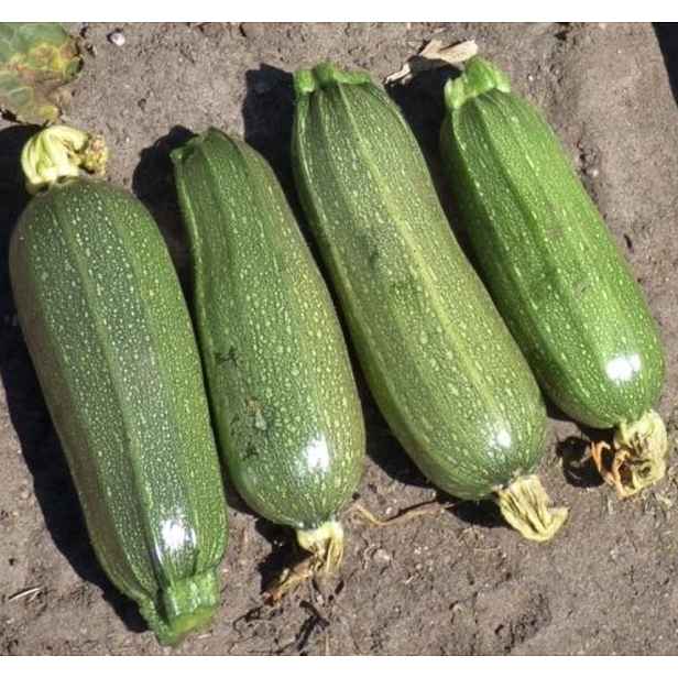 Culina Botanica Cuketa Kortjakje 