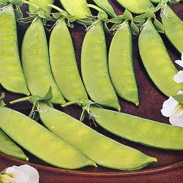 Culina Botanica Hrách cukrový "Stam de Grace"