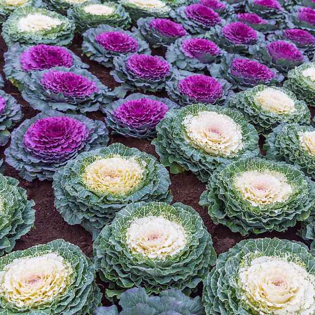 Culina Botanica Kapusta okrasná směs barev 
