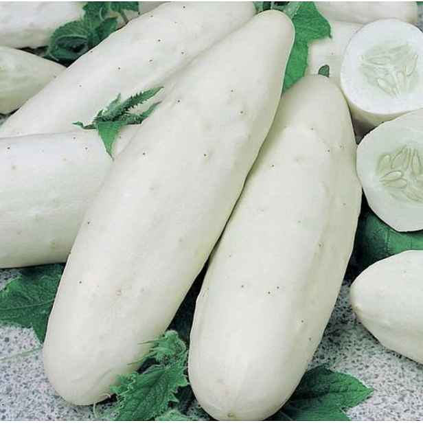 Culina Botanica Okurka polní bílá "White Skin" F1