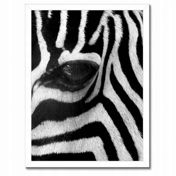 Plakáty v rámu 30x40 Černobílé pruhy Zebra