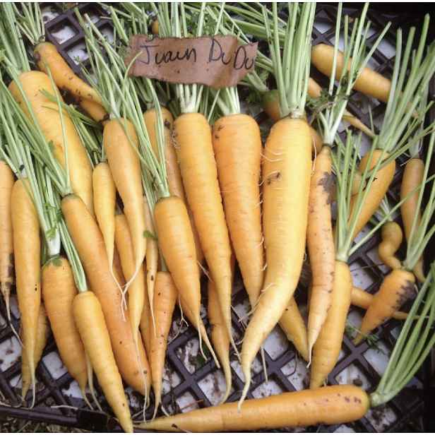 Culina Botanica Mrkev žlutá starofrancouzská "Jaune (obtuse) du Doubs"