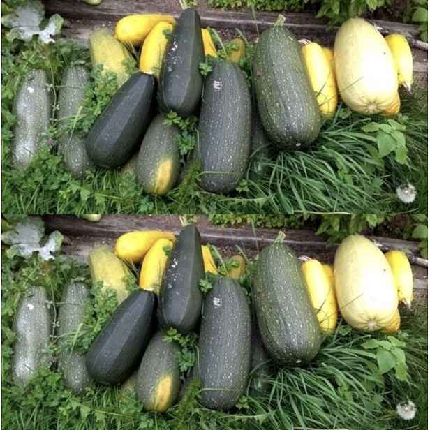 Culina Botanica Lusthofova směs cuket