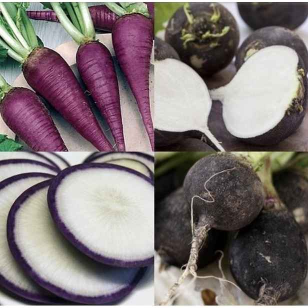 Culina Botanica Zimní ředkev "Černá a modrá"
