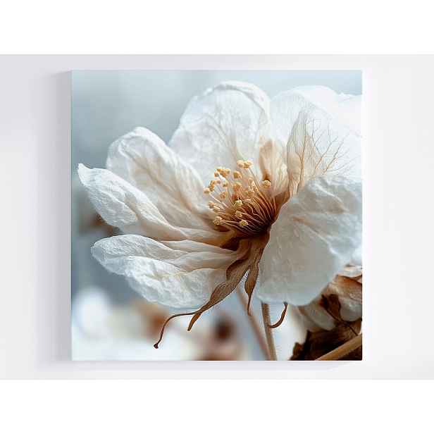 Obraz Na Plátně Canvas Bílý Květ Makro Minimalismus Botanika 50x50