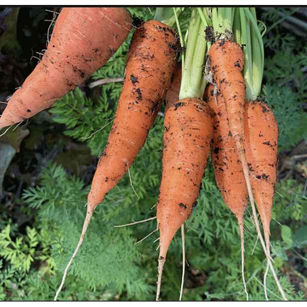 Culina Botanica Mrkev japonská Kuroda