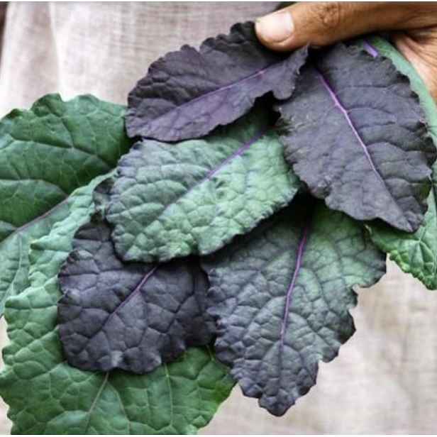 Culina Botanica Kadeřávek modrý 