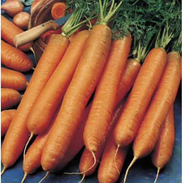 Culina Botanica Mrkev zimní Berlikumer 2 (Romosa) 
