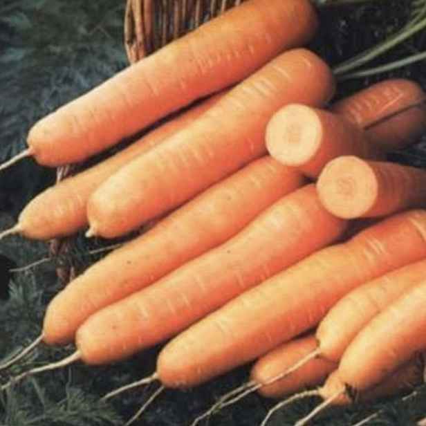 Culina Botanica Mrkev francouzská Touchon