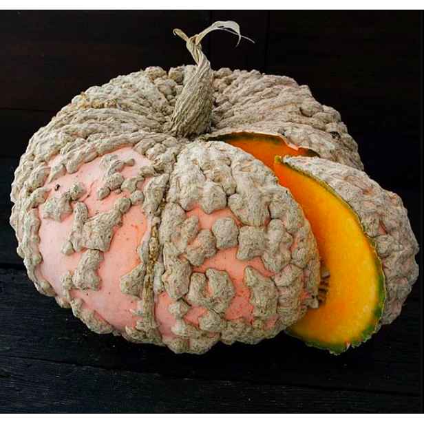 Culina Botanica Dýně Brodée Gelaux d'Eysines