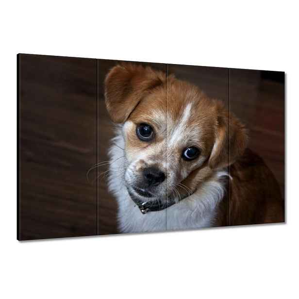 Obrazy 120x80 Pejsek