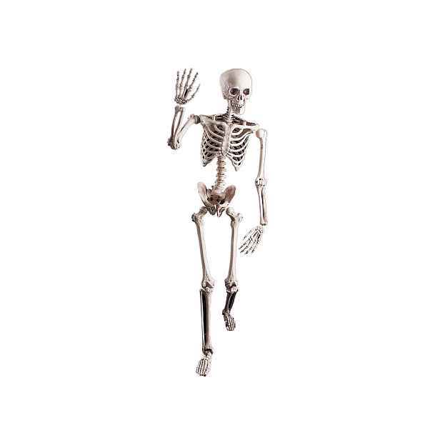 Kostra Kostlivec 160 cm, dekorace na Halloween