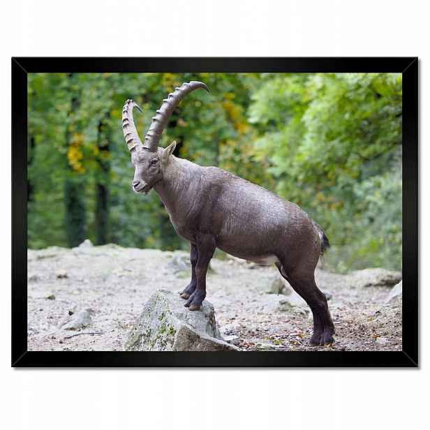 Plakáty v rámu 40x30 Kozoroh alpský Rohy
